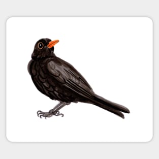 Blackbird Sticker